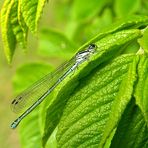 Becher-Azurjungfer - Enallagma cyathigerum