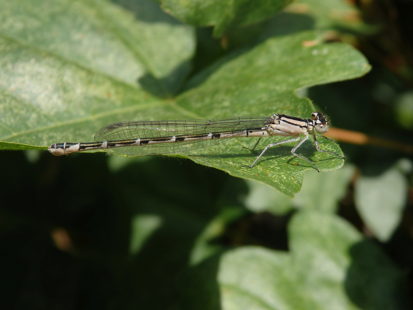 Becher-Azurjungfer (Enallagma cyathigerum)