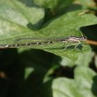 Becher-Azurjungfer (Enallagma cyathigerum)