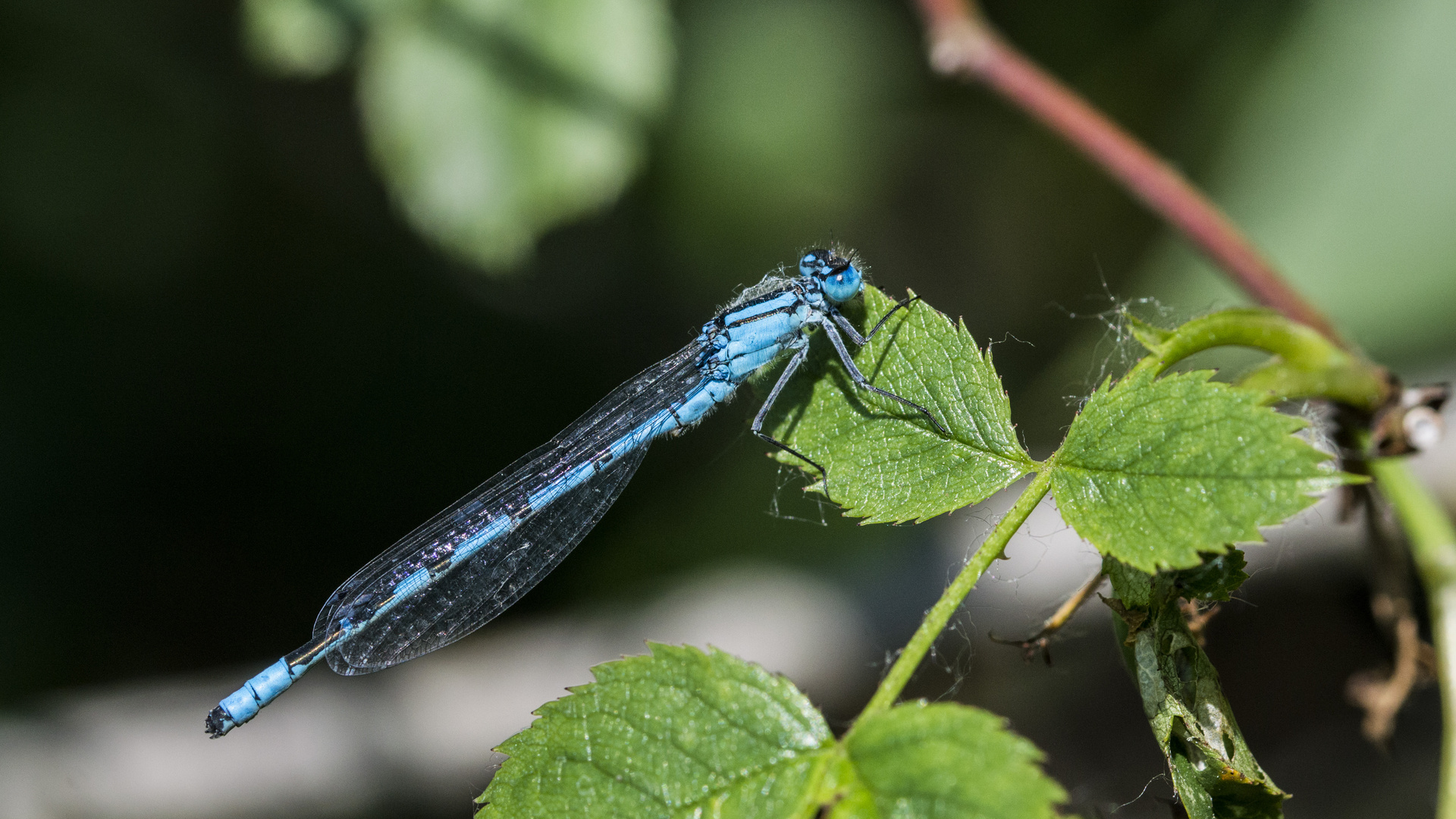 Becher-Azurjungfer ( Enallagma cyathigerum )