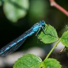 Becher-Azurjungfer ( Enallagma cyathigerum )