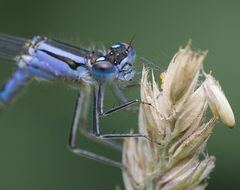 Becher-Azurjungfer (Enallagma cyathigerum)