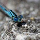 Becher-Azurjungfer (Enallagma cyathigerum)