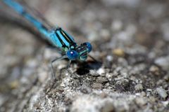 Becher-Azurjungfer (Enallagma cyathigerum)