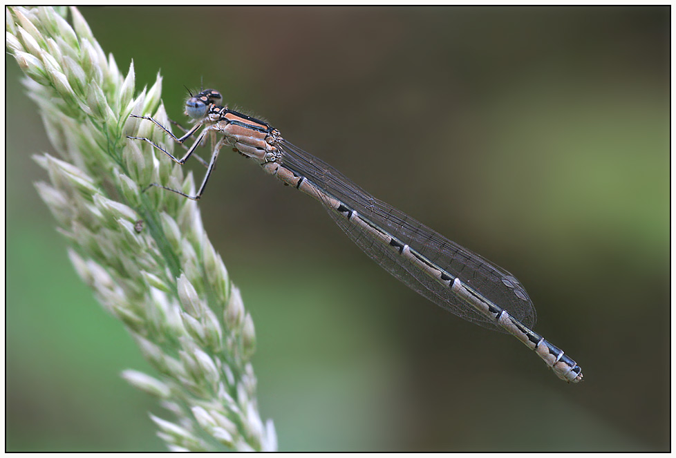 Becher-Azurjungfer (Enallagma cyathigerum)