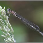 Becher-Azurjungfer (Enallagma cyathigerum)