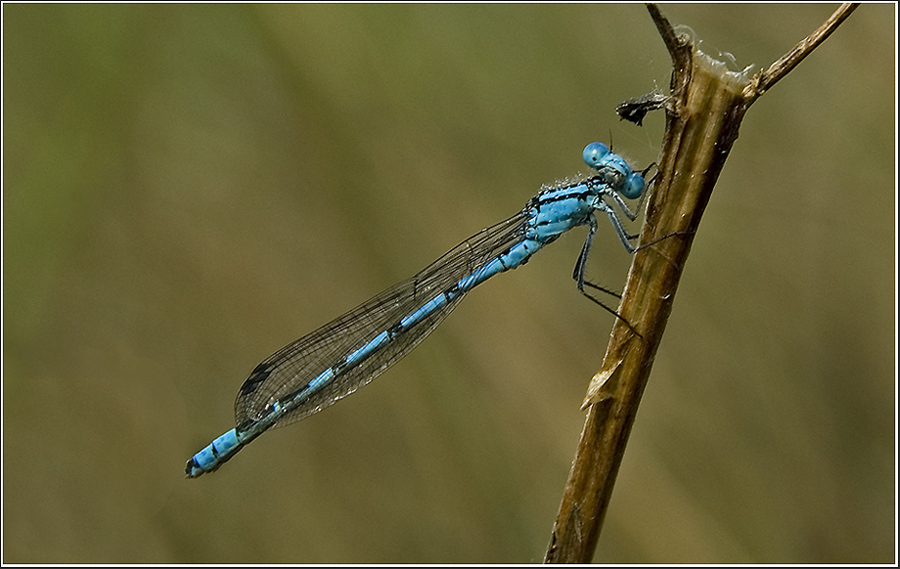 Becher-Azurjungfer (Enallagma cyathigerum)