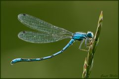 Becher-Azurjungfer II