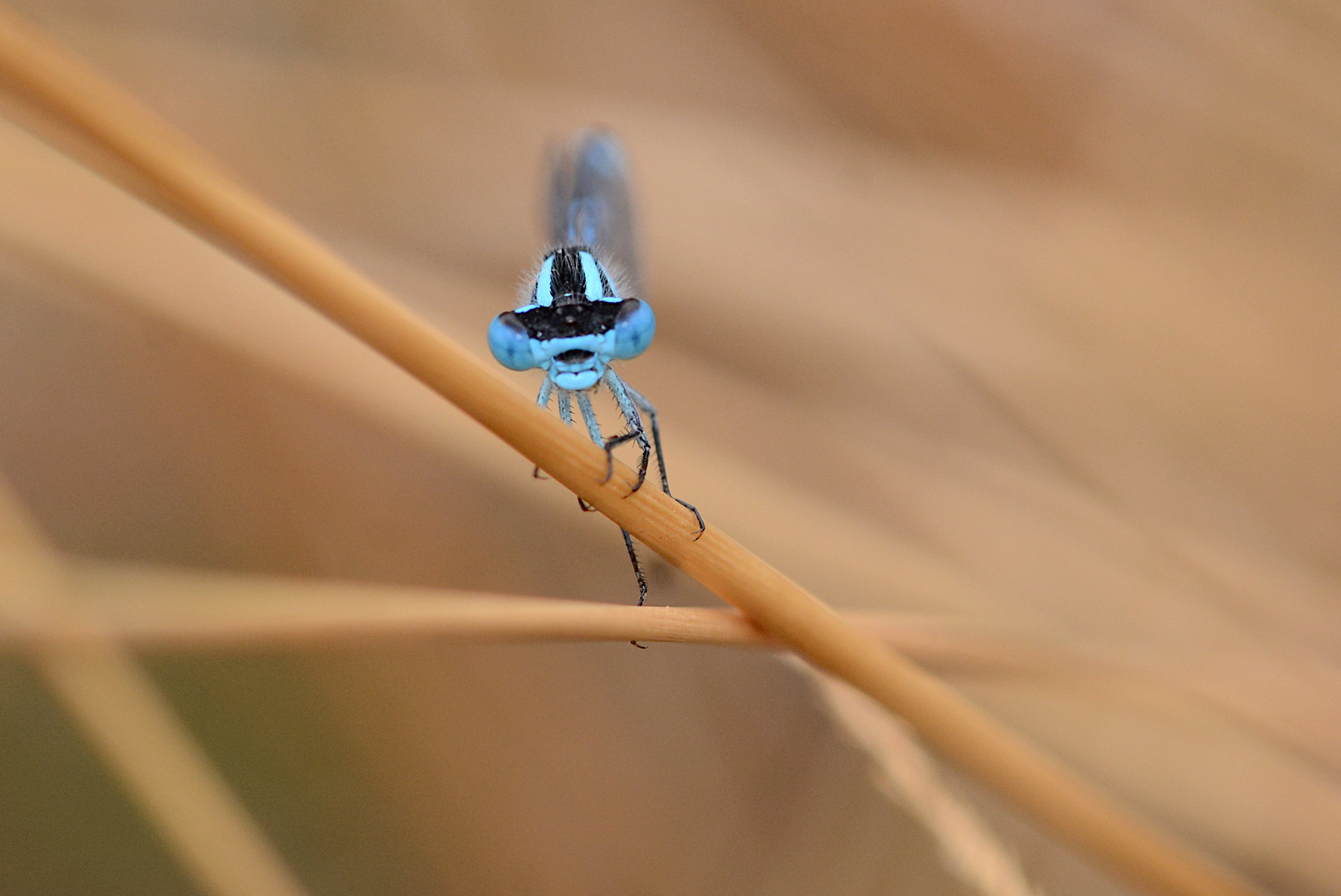 Becher -Azurjungfer-Portrait