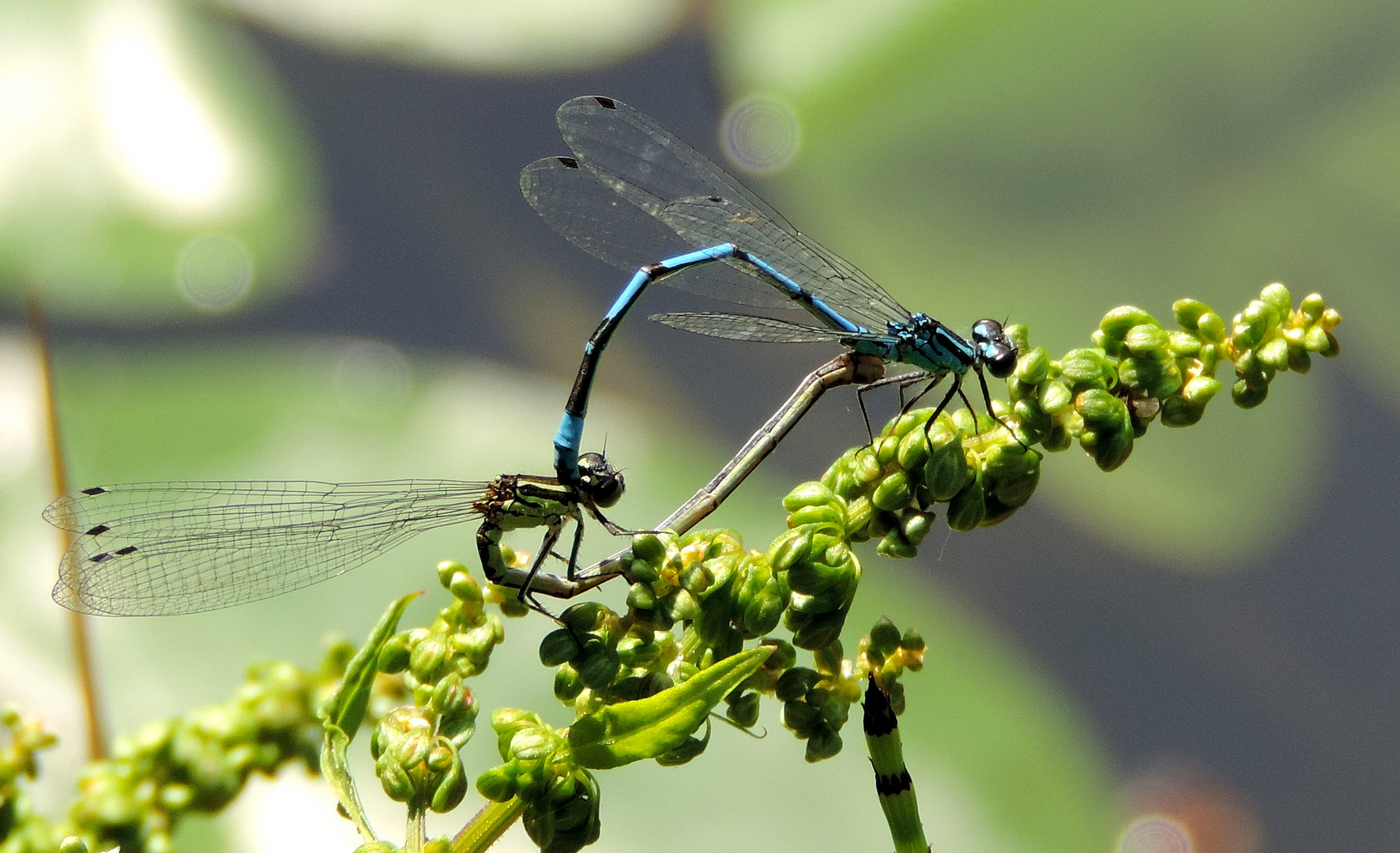 #... Becher - Azurjungfern im Paarungsrad...#