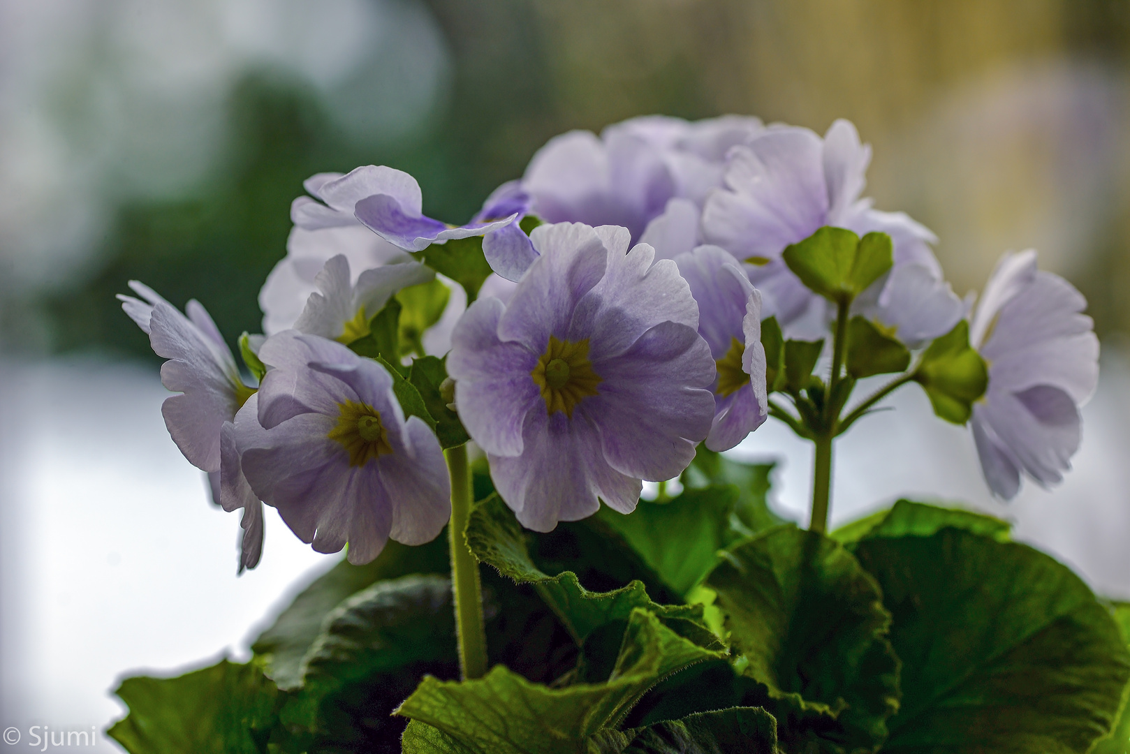 Becher Primeln Foto & Bild pflanzen, pilze & flechten, blüten