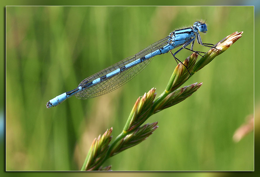 Becherazurjungfer (Enallagma cyathigerum)