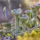 becherflechte (cladonia pyxidata) ....