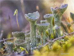 becherflechte (cladonia pyxidata) ....