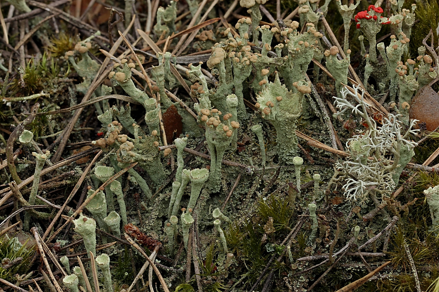 Becherflechte mit hellen Apothecien: Cladonia carneola