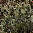 Becherflechte mit hellen Apothecien: Cladonia carneola