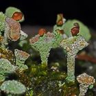 Becherflechten (aus der Cladonia pyxidata-Gruppe) * mit Berg-Singzikade!