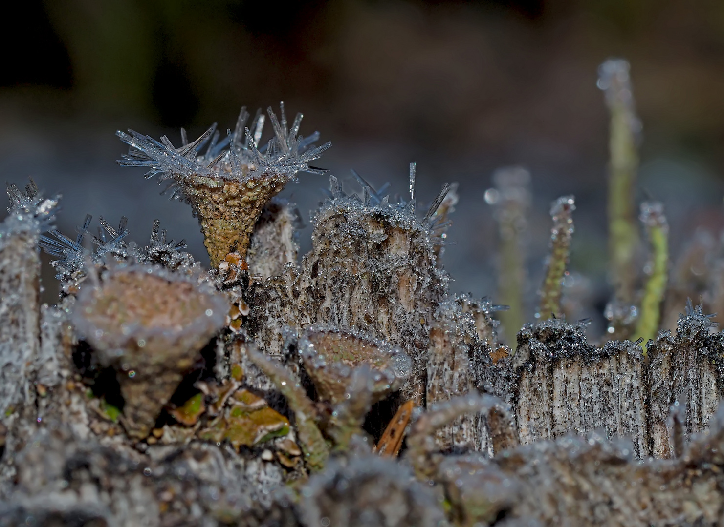 Becherflechten (Cladonia) im Eis. - Ces lichens supportent la glace...  