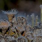 Becherflechten (Cladonia) im Eis. - Ces lichens supportent la glace...  