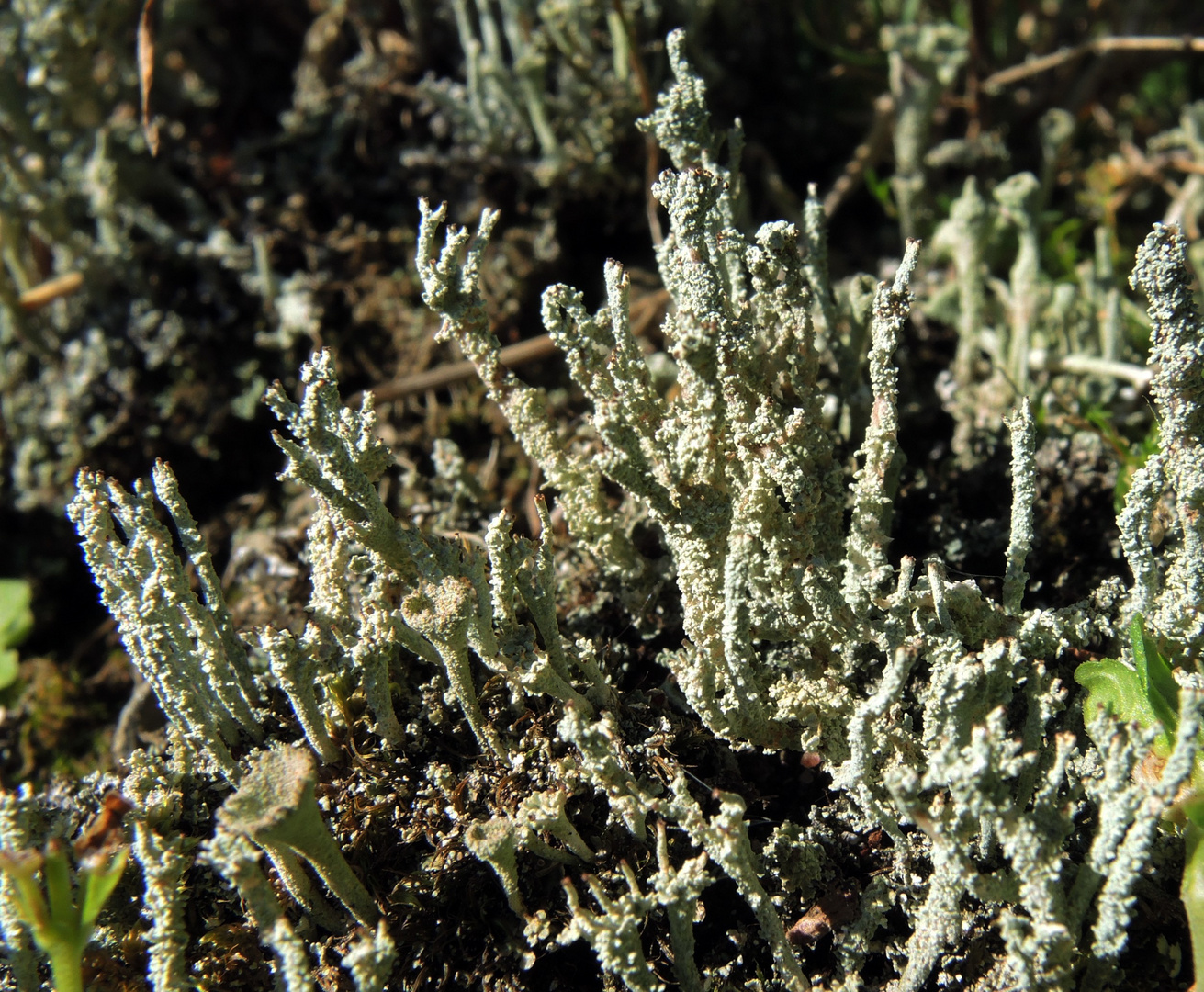 Becherflechten (Cladonia sp.) auf Totholz