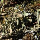 Becherflechten (Cladonia sp.) auf Totholz