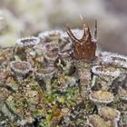 Becherflechten mit einer Krone und Raureif geschmückt! - Un lichen couronné et garni... 