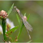 Becherjungfer (Enallagma cyathigerum)