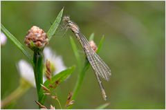 Becherjungfer (Enallagma cyathigerum)