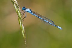 Becherjungfer (Enallagma cyathigerum)