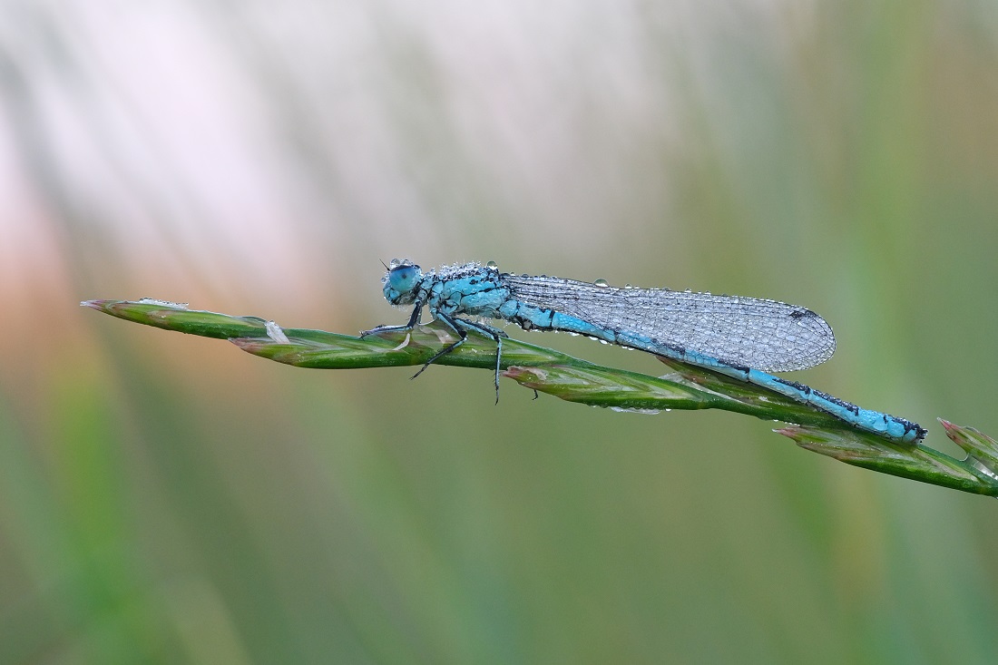 Becherjungfer im Tau