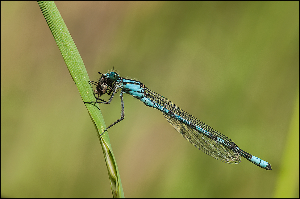 becherjungfer mit fliege