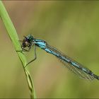 becherjungfer mit fliege