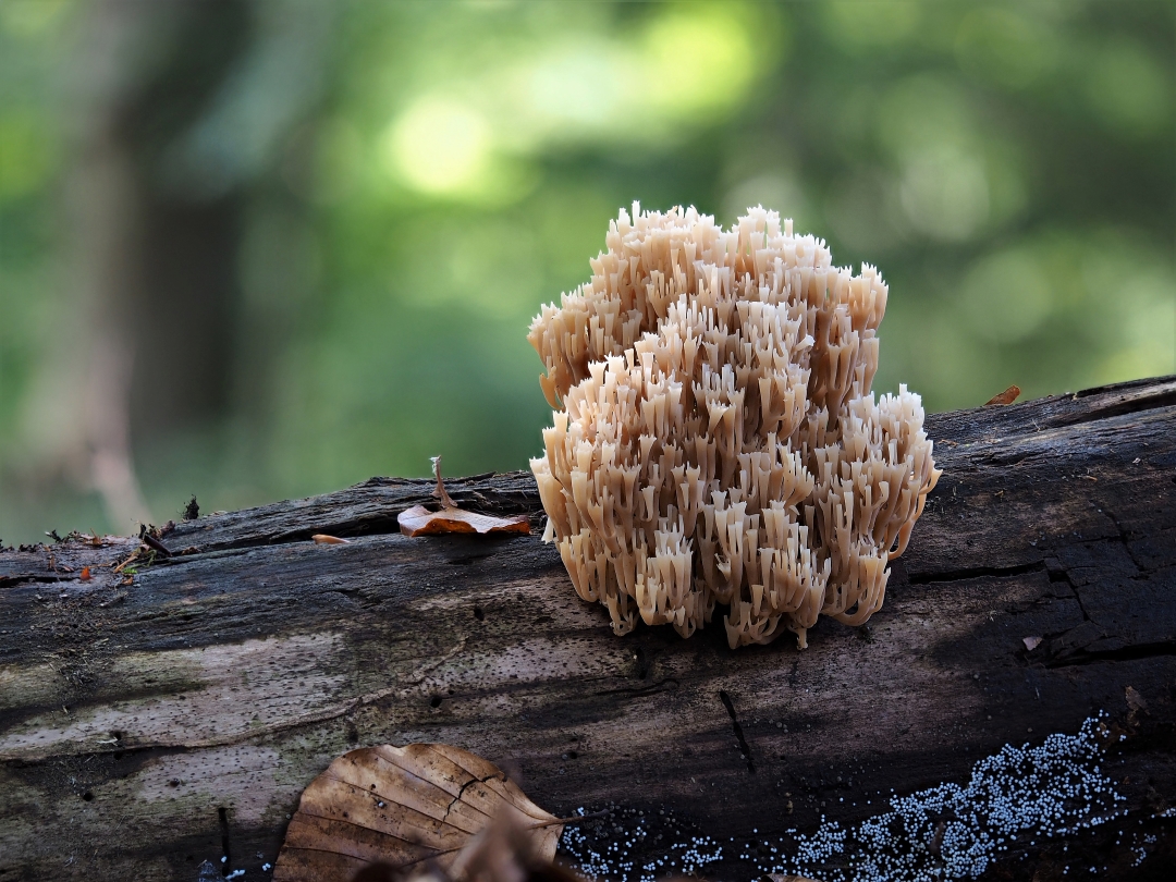 Becherkoralle (Artomyces pyxidatus, Syn. Clavicorona pyxidata)