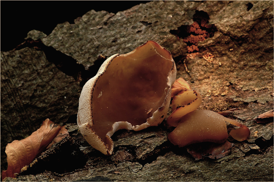 Becherlinge an marodem Buchenstamm