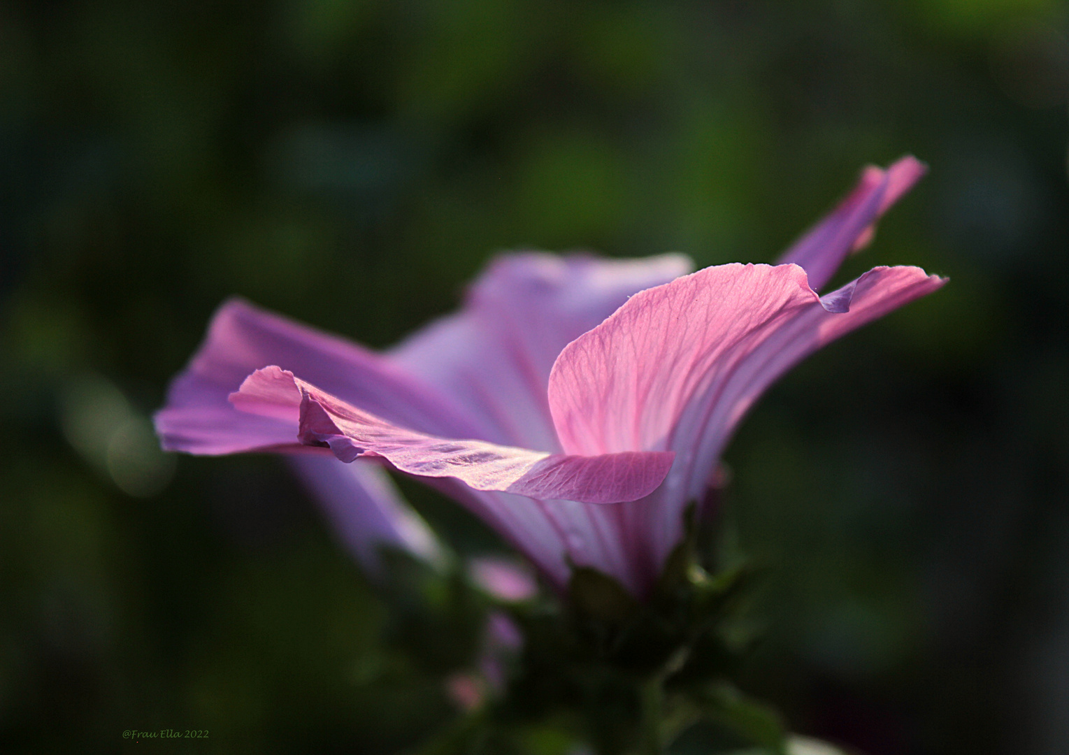 Bechermalve ( Lavatera trimestris)