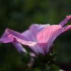 Bechermalve ( Lavatera trimestris)