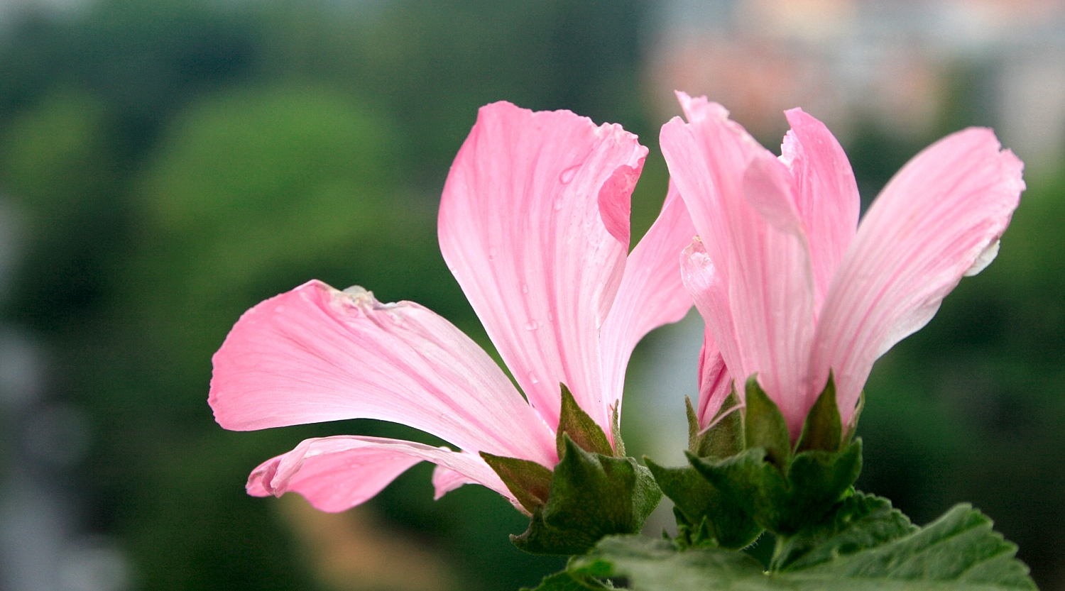 Bechermalve Lavatera trimestris