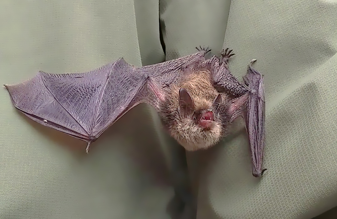 Bechsteinfledermaus bei der Echo-Ortung