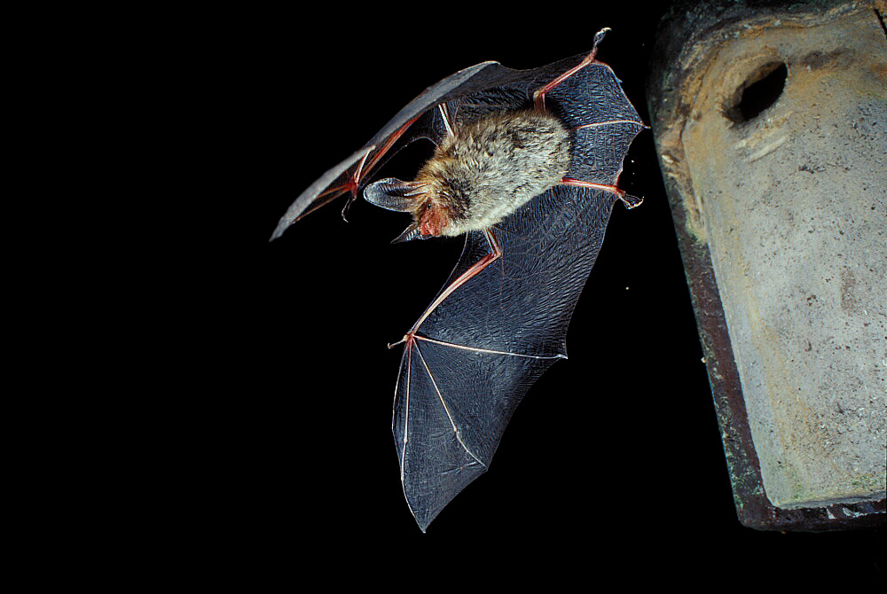 Bechsteinfledermaus beim Ausflug von Marko König