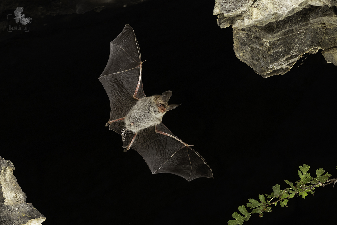 Bechsteinfledermaus (Myotis bechsteinii), Männchen im Flug