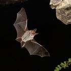 Bechsteinfledermaus (Myotis bechsteinii), Männchen im Flug