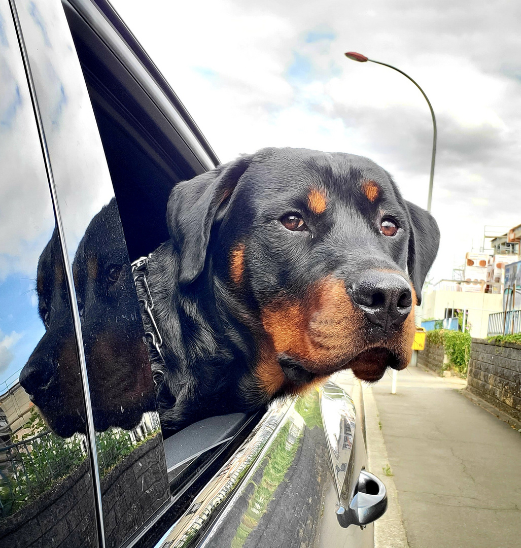 Beck, der Rottie