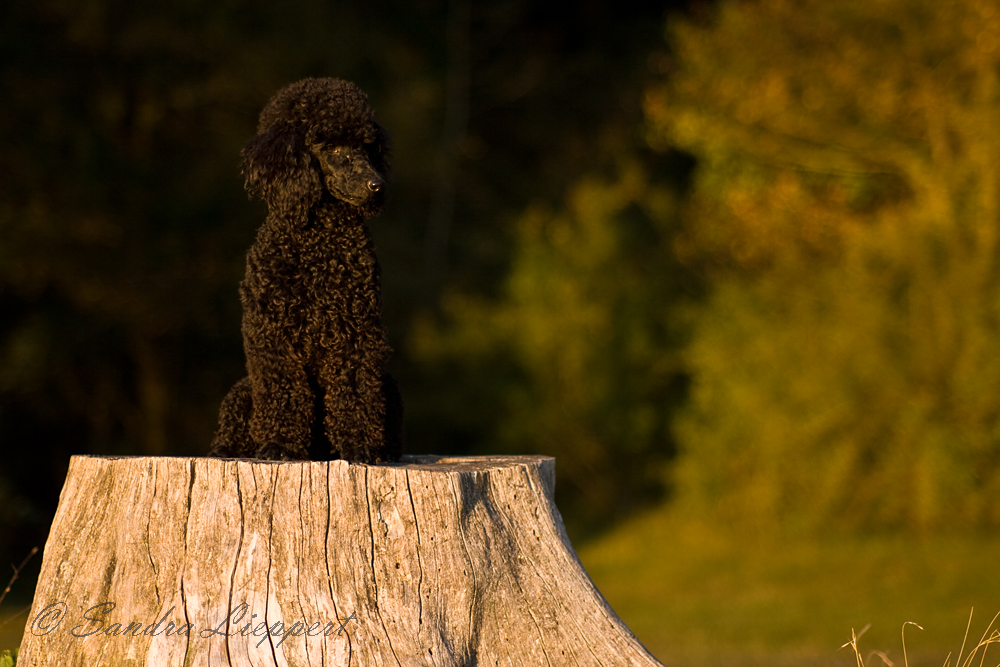 Beck´s im Herbst