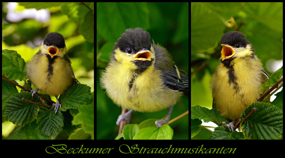 Beckumer Strauchmusikanten