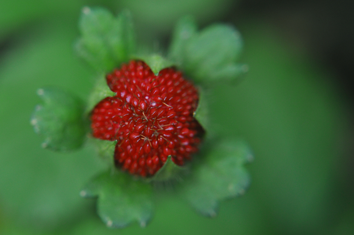 Becoming a Strawberry