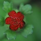 Becoming a Strawberry