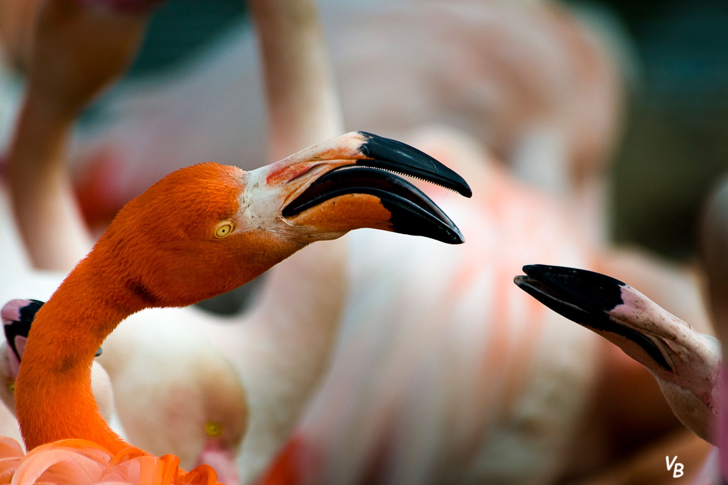 Becs de flamants