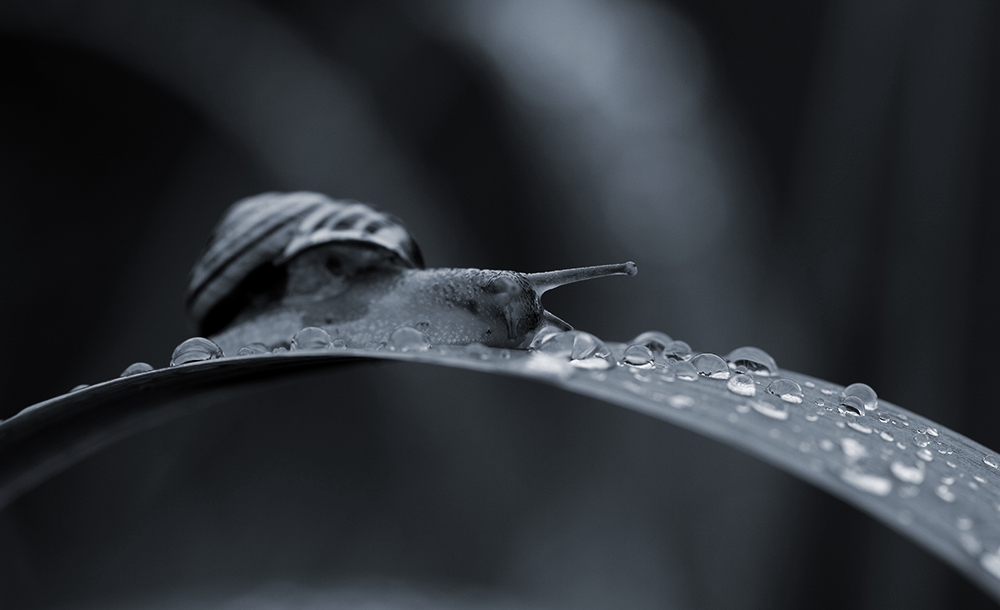 bed of drops.