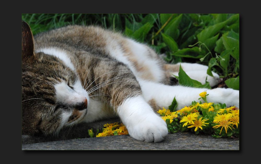 Bed of flowers