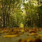 Bed of leaves